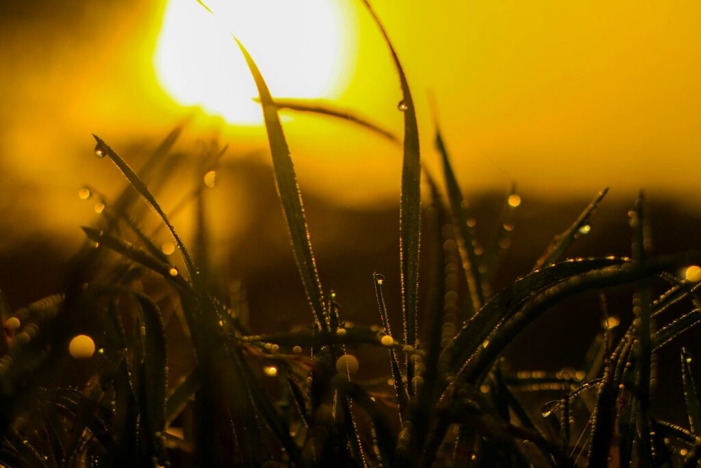 Soak Up Sunlight to Reduce Stress Naturally